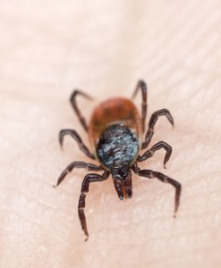 Tick crawling on human skin