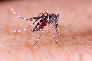 Florida Mosquito-Borne Diseases & How To Protect Yourself