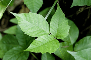 How To Recognize & Avoid Poison Ivy Plants In Florida