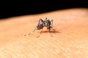 3 Mosquito-Borne Diseases in Florida You Should Know About