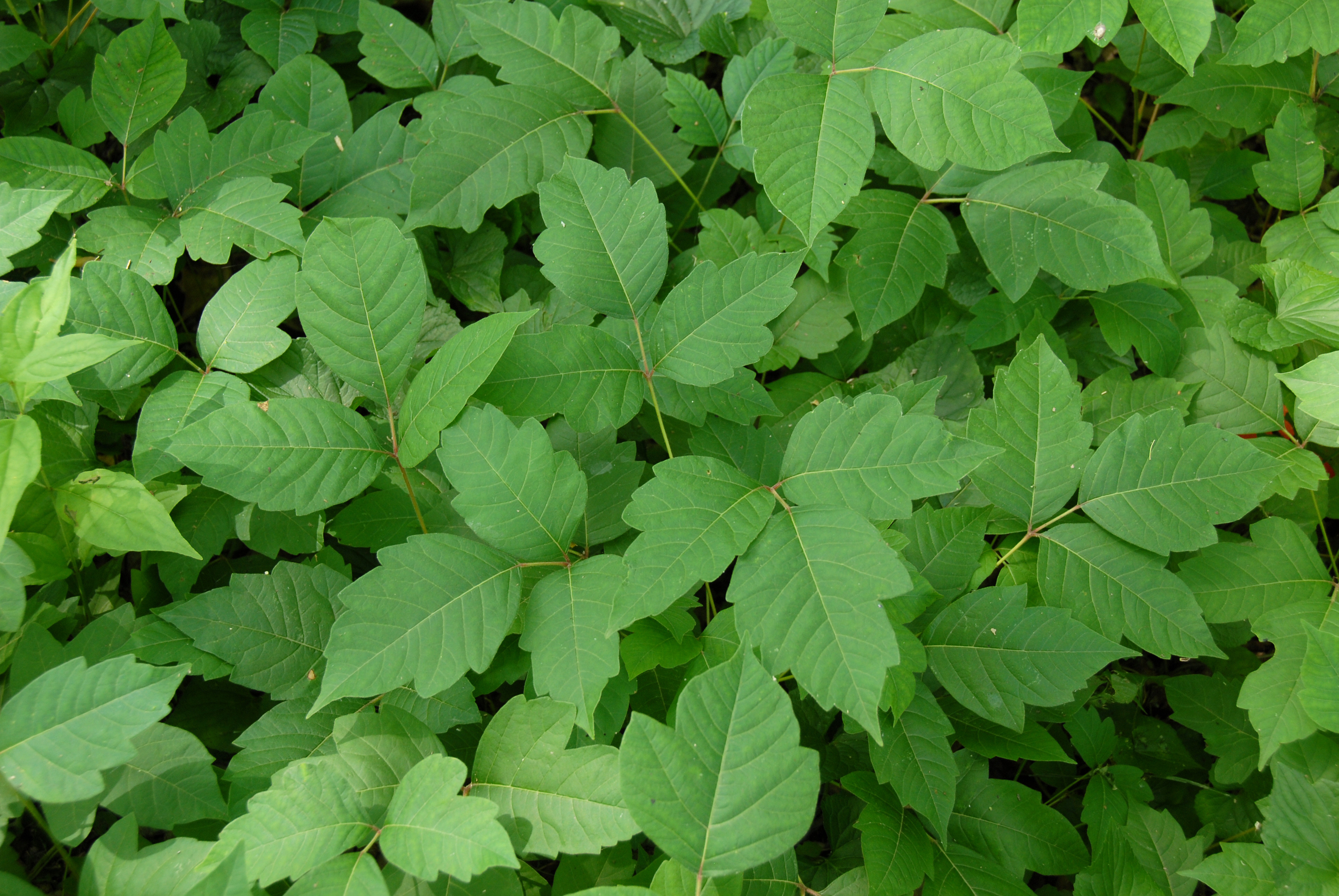 What To Do To Relieve Poison Ivy